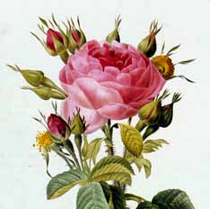 - . Rosa Bifera Macrocarpa. 1811